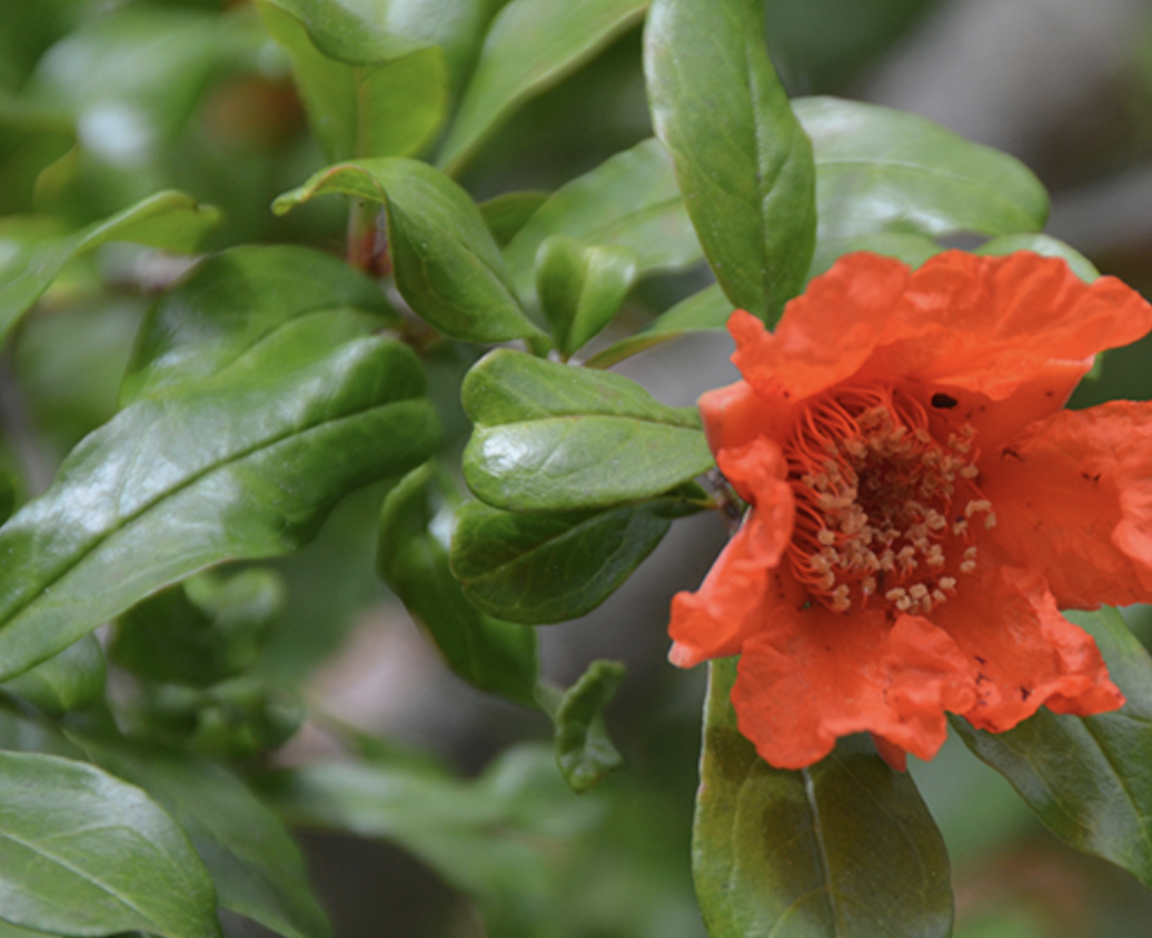 <p>pomegranate</p><p>is in season so it should have fruit </p>