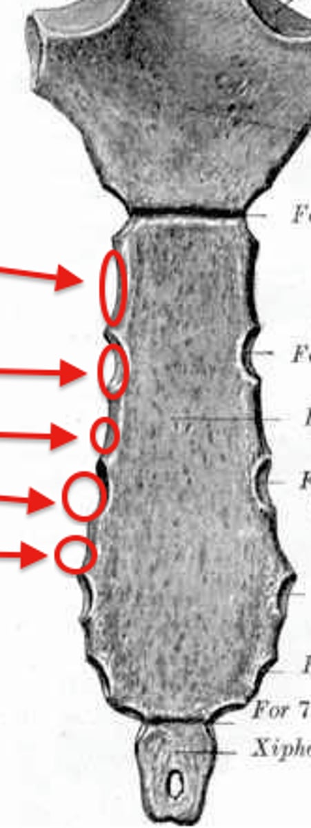 <p>indentations on sternum where costal cartilages from the ribs articulate</p>