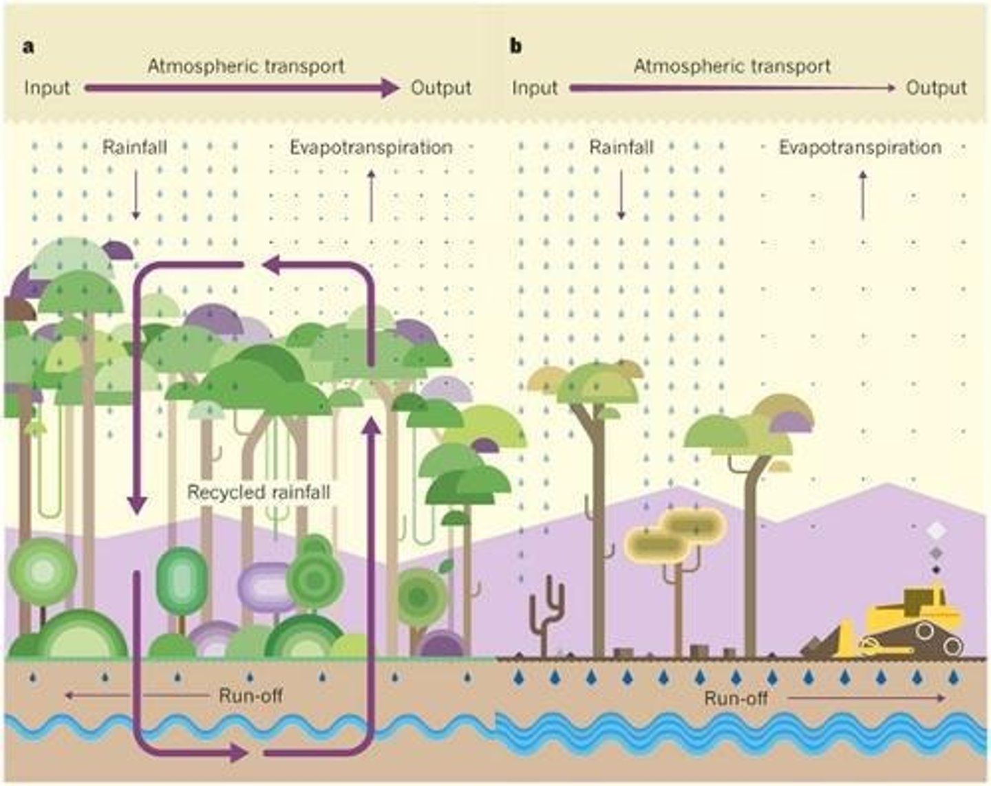 <p>Deforestation and climate change lead to less evapotranspiration and groundwater, resulting in decreased rainfall and increased desertification.</p>