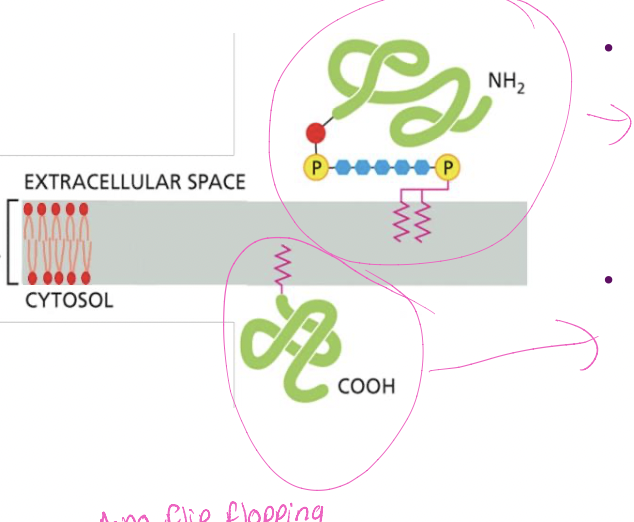 * proteins with a GPI anchor (Phosphorous, and double pink insert)
  * synthesis in ER lumen
  * end up on cell surface 
    * non cytosolic face
* protein with other lipid anchor (fatty acid, prenyl)
  * cytosolic enzymes add anchor 
  * directs protein on cytosolic face