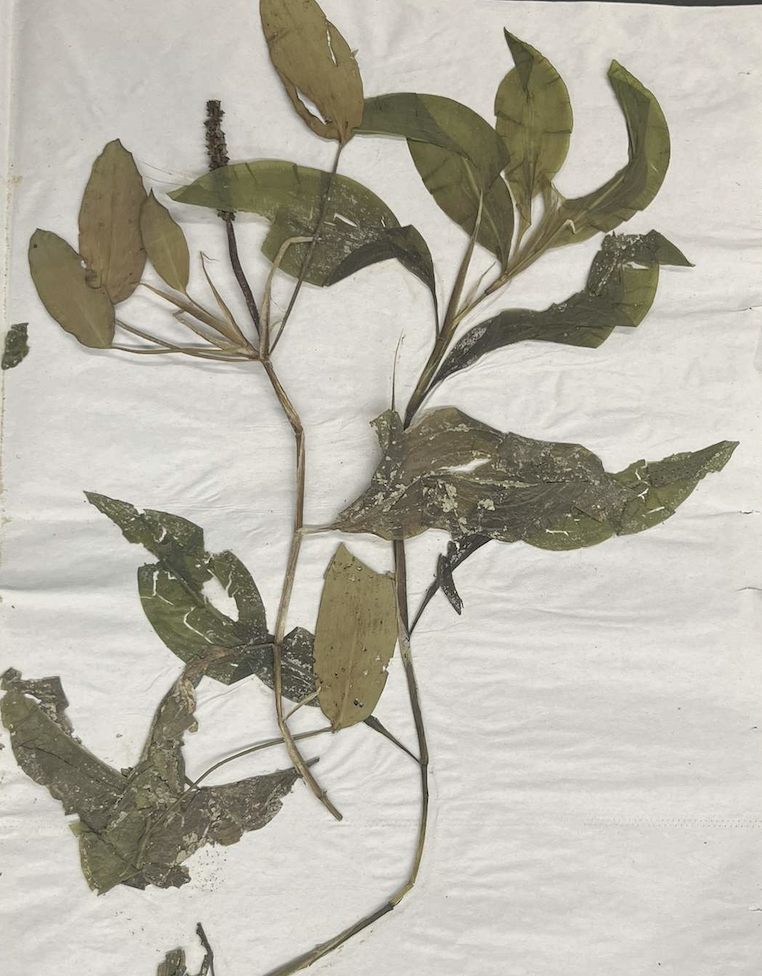 <p>plant?</p>