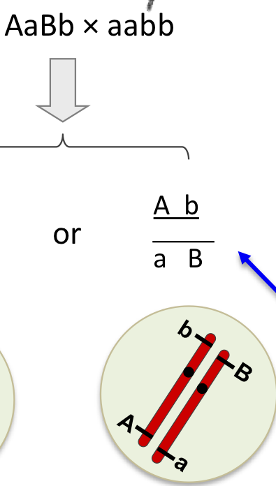 <ul><li><p>mixed up dominance with recessive&nbsp;</p></li></ul><p></p>