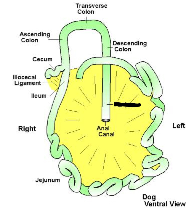 term image