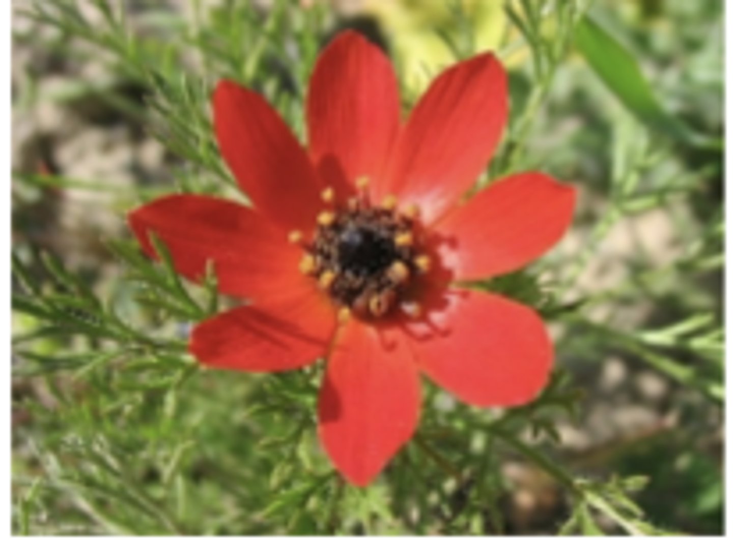 <p>what plant family? what is it?</p>