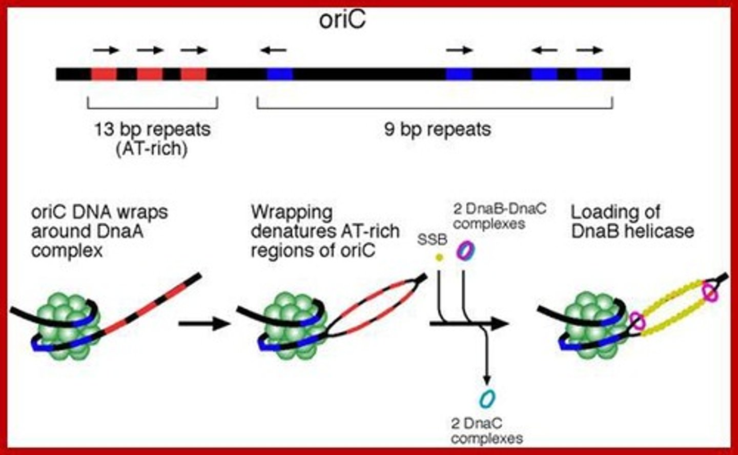 <p>The origin/start of replication in bacterial DNA.</p>