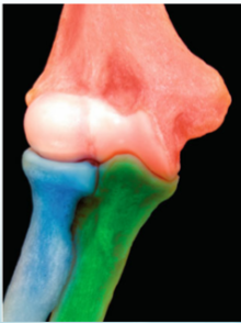 <p>Name joint </p>