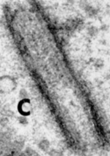 <p>pair of rod-shaped structures involved in cell division </p>