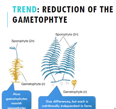 <p><span style="font-family: Arial, sans-serif">Most gametophytes nourish sporophytes</span></p><p><span style="font-family: Arial, sans-serif">There is a size difference in the two sporophytes, but each is nutritionally independent in ferns</span></p>