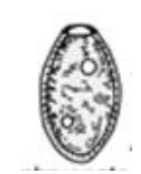 <p><em>Dicrocoelium</em></p>