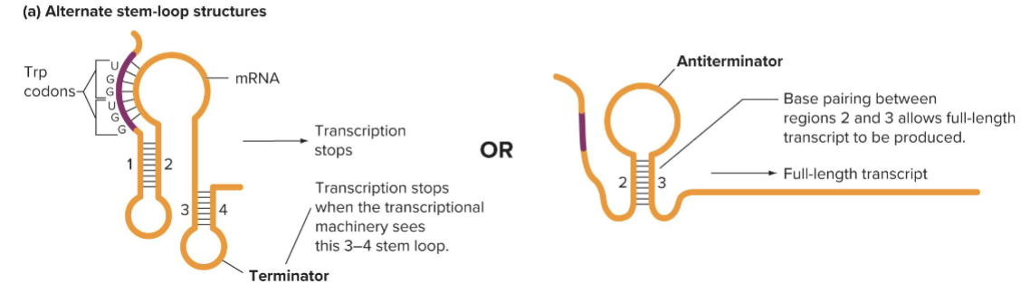<ul><li><p>The trp RNA leader can fold into 2 different conformations</p><ul><li><p>The 3 to 4 stem loop is a transcription terminator</p></li><li><p>The 2 to 3 stem-loop prevents formation of the 3 to 4 stem - loop so it is an antiterminator</p></li></ul></li><li><p>A terminator may halt transcription or block the ribosome </p></li></ul><p></p>