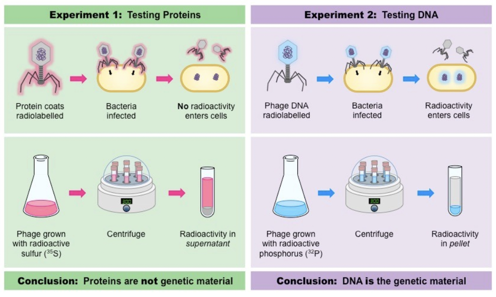 <p><span style="background-color: transparent; font-family: "Proxima Nova", sans-serif;"><span>Used bacteriophages (viruses that infect bacteria) with radioactive sulfur and phosphorous</span></span></p>