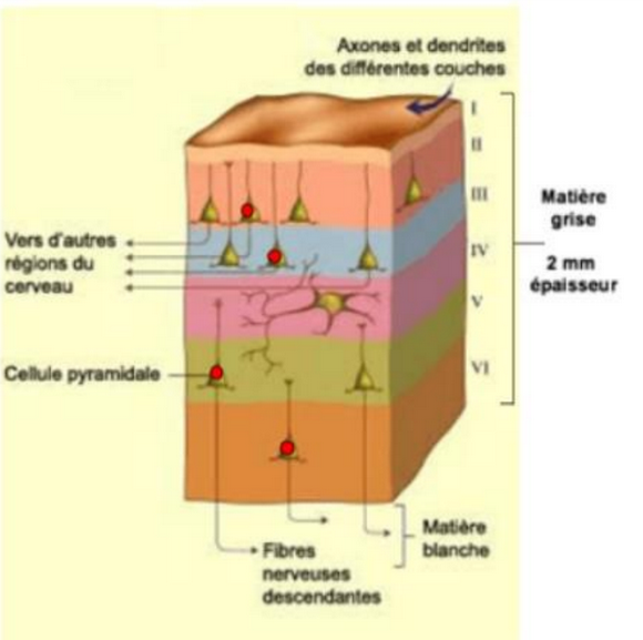 <p>I &gt; très peu de neurones</p><p>III, V, VI &gt; riches en cellules pyramidales</p>