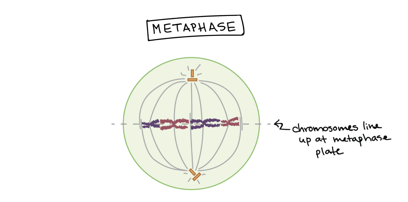 <p>The chromosomes align at the cells equatorial plate, preparing for separation. </p>