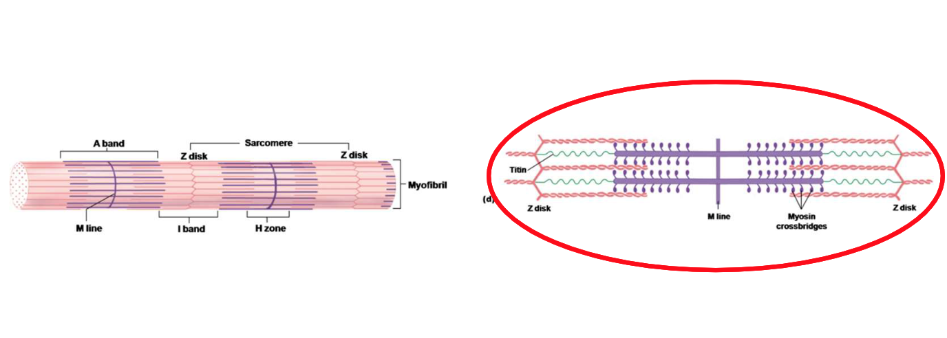 <p>Sarcomeres help actin and myosins...</p>