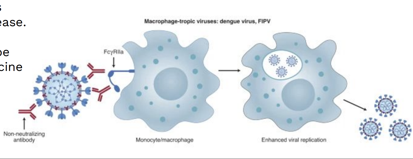 <p>Dengue has <strong>4 serotypes (DENV 1–4)</strong>. Infection gives <strong>lifelong immunity</strong> to one, but only <strong>partial, cross-reactive immunity</strong> to others.</p><p><br>If a person is later infected with a different serotype (or after vaccination), <strong>non-neutralizing antibodies</strong> can help the virus enter immune cells — this is <strong>antibody-dependent enhancement (ADE)</strong> — leading to <strong>higher viral loads and more severe disease</strong>.</p>