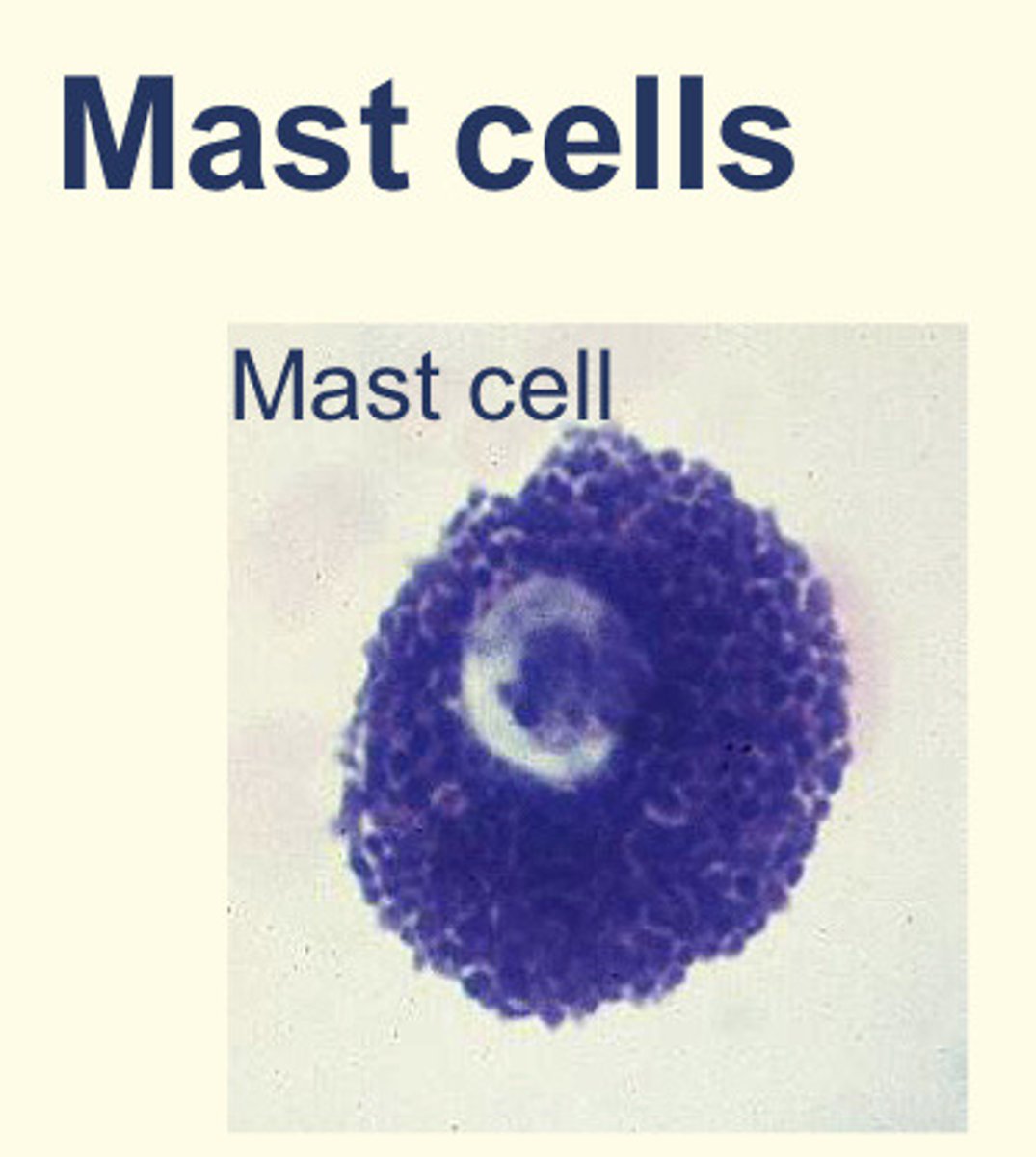 <p>They appear like basophils but are derived from a DIFFERENT precursor</p><p>Components of the innate immune system but also play role in allergy</p><p>Granules contain: heparin (anticoagulant), histamine (increase blood vessel wall permeability) and cytokines (to attract eosinophils and neutrophils)</p>