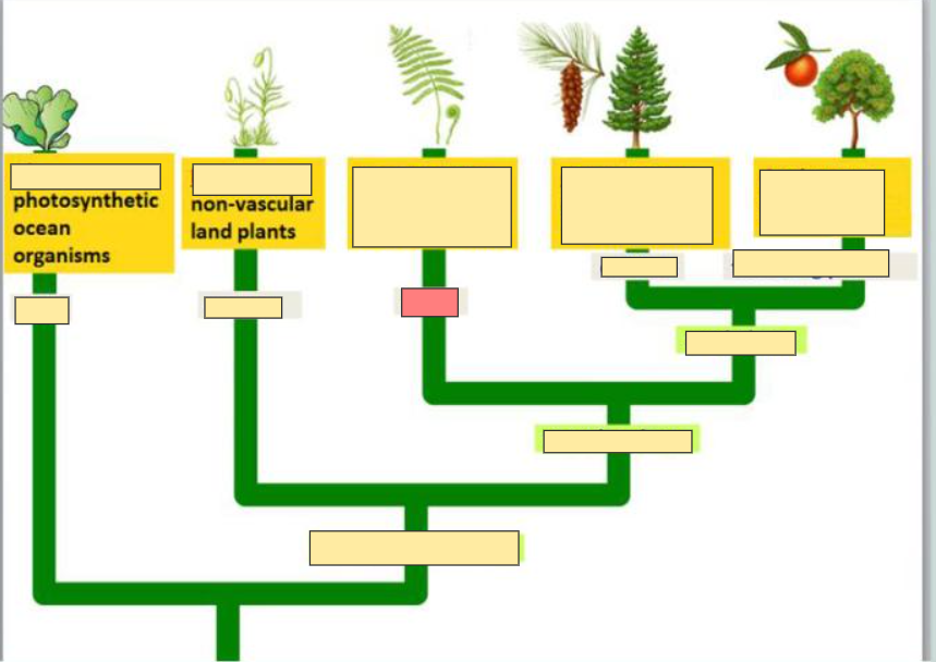 <p>example of Pteridophytes</p>