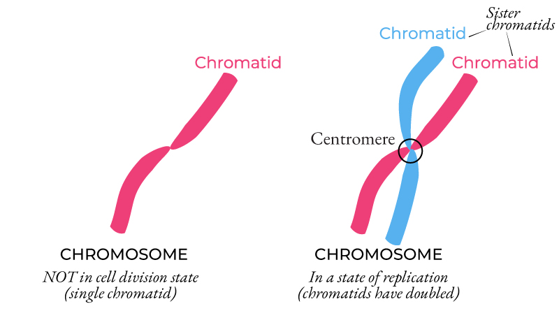 <p><span> Half of a duplicated chromosome</span></p>