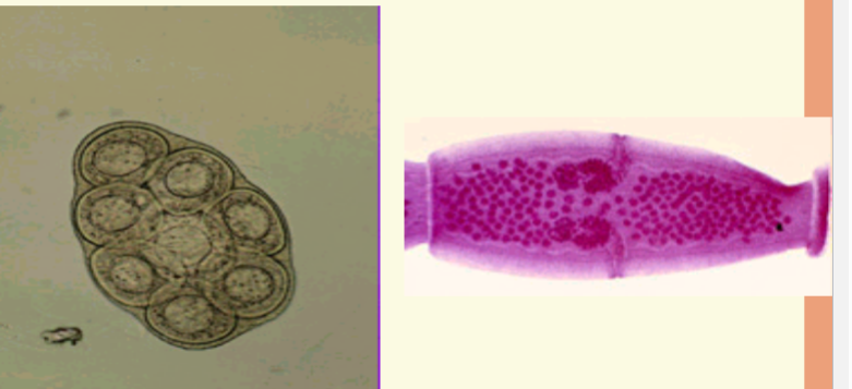 <p><span>Most infections in humans are</span><br><span>asymptomatic</span><br><span>4Pets exhibit behavior to relieve anal</span><br><span>pruritus</span></p>