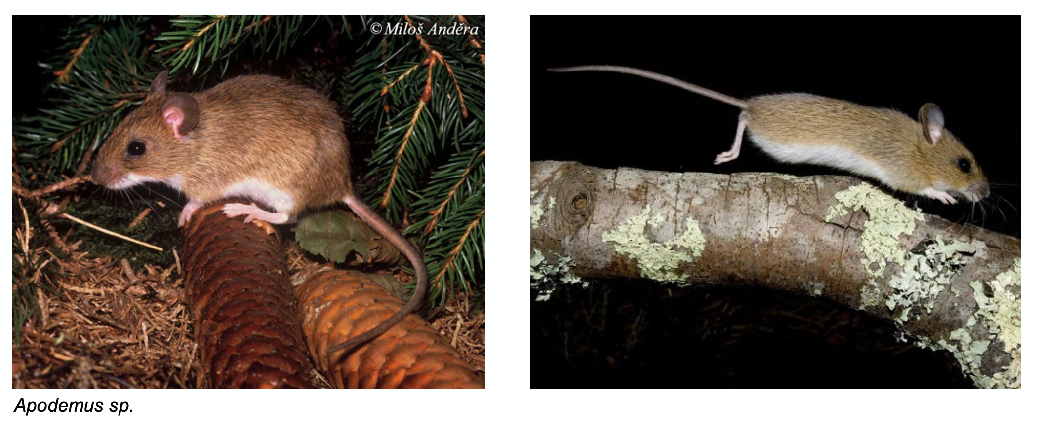 <p><strong>Beschreibung</strong></p><p class="p1"><span style="line-height: normal;"><span>− </span></span>Schwanz gleich lang oder länger als Körper</p><p class="p1"><span style="line-height: normal;"><span>− </span></span>deutliche Trennung zwischen gelbbrauner Oberseitenfärbung und weiss- gräulichem Bauch</p><p class="p1"><span style="line-height: normal;"><span>− </span></span>Kehlfärbungen können auch innerhalb der Art variieren</p><p class="p1"><span style="line-height: normal;"><span>− </span></span>klettern und springen gut</p><p class="p1"><strong>In der Schweiz 3 Arten</strong></p><p class="p1"><span style="line-height: normal;"><span>− </span></span><em>Apodemus flavicollis </em>Gelbhalsmaus</p><p class="p1"><span style="line-height: normal;"><span>− </span></span><em>Apodemus sylvaticus </em>Waldmaus</p><p class="p1"><span style="line-height: normal;"><span>− </span></span><em>Apodemus alpicola </em>Alpenwaldmaus</p>