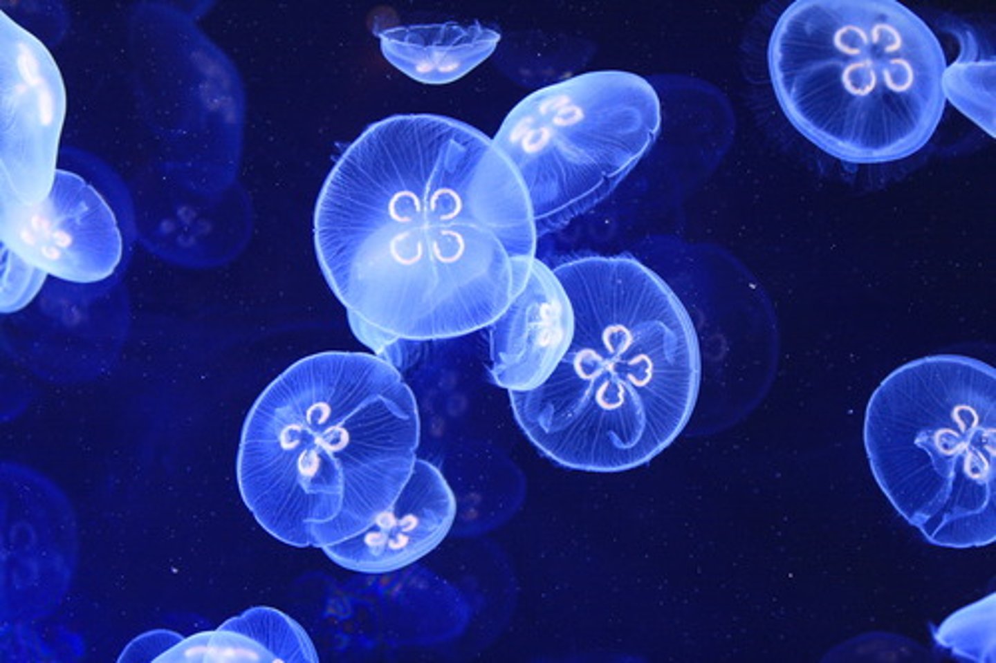 <p>The principal of Interference, because when light waves pass through two slits, they spread out and interfere with each other</p>