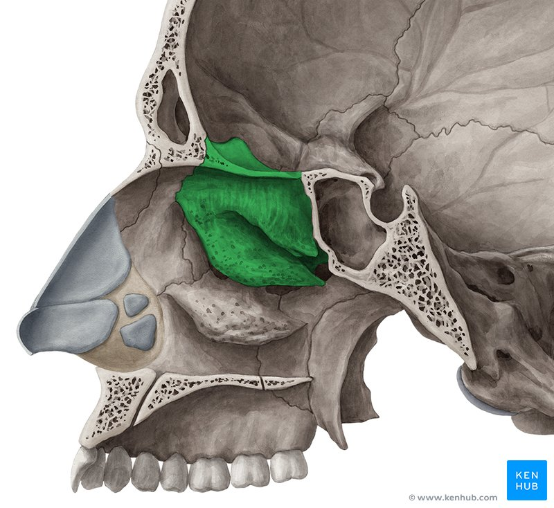 <p>Name the bone</p>