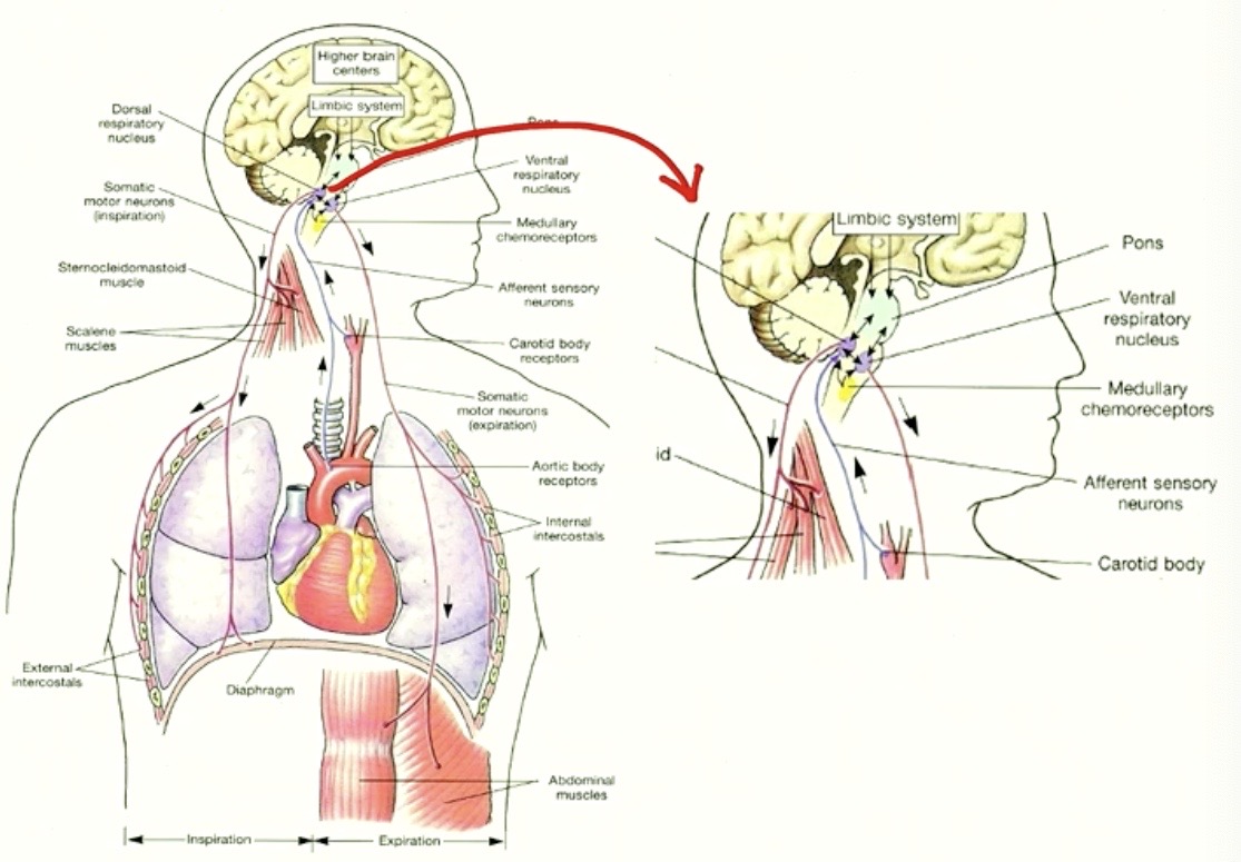<p><strong>Medulla Oblongata </strong><sub> (</sub><strong><sub>BRAIN)</sub></strong></p><p><span style="color: red"><sub>( NOT IN SPINAL CORD )</sub></span></p>
