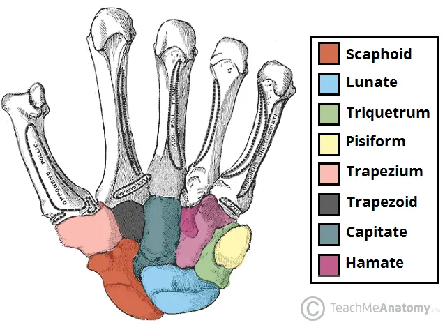 <p>proximal to the trapezium</p><p>articulates to the medial distal end of the radius</p><p><u>SHIFT</u></p>