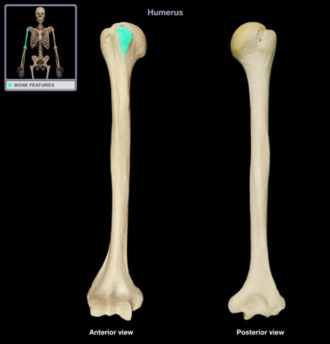 <p>process anterior to the greater tubercle of the humerus</p>