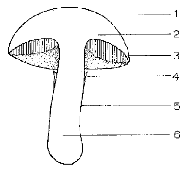 <p>What is 3 pointing to?</p>