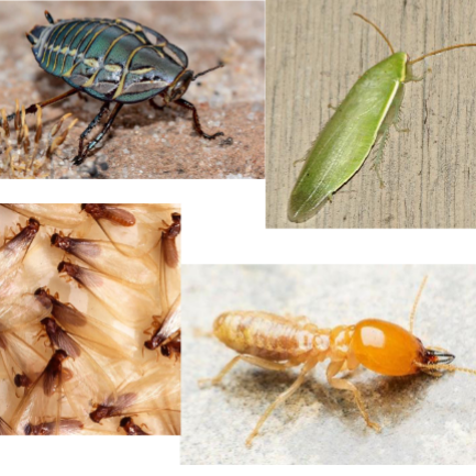 <p>Name the order</p>