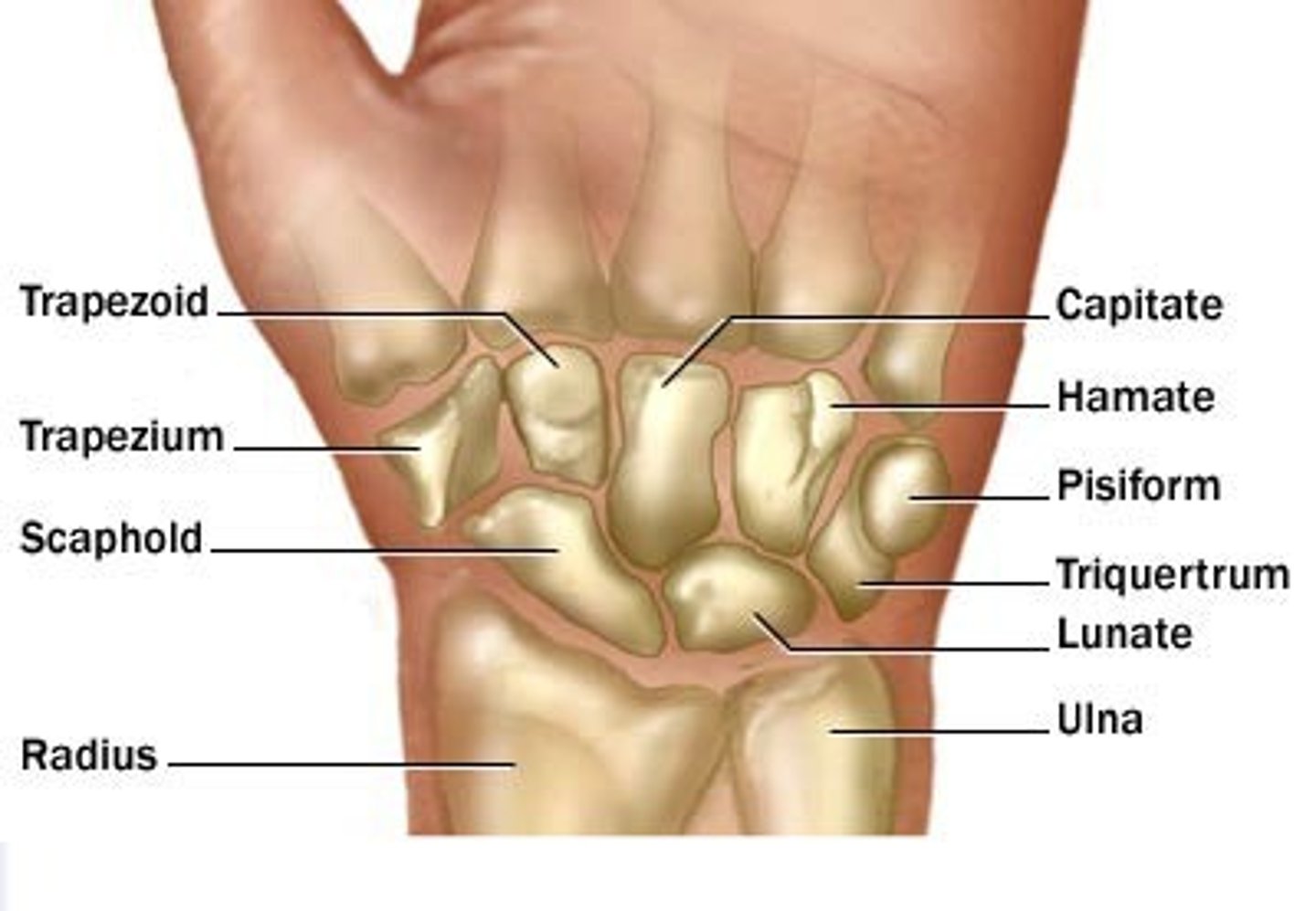 <p>1. Scaphoid</p><p>2. Lunate</p><p>3. Triquetrum</p><p>4. Pisiform</p><p>5. Trapezium</p><p>6. Trapezoid</p><p>7. Capitate</p><p>8. Hamate</p>