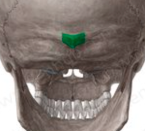 <p>occipital; midline prominence posterior to the foramen magnum</p>