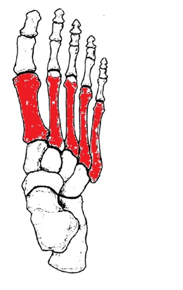 <p>ID bones in red</p>