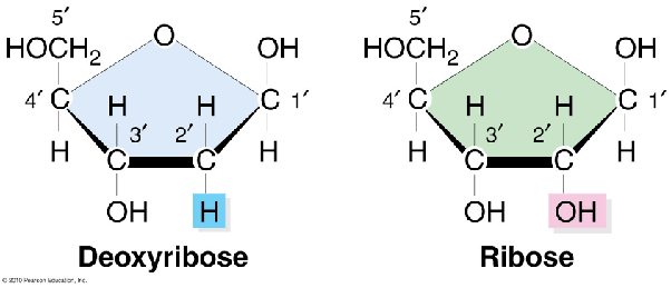 <p>A sugar is bonded to the base \n In DNA the sugar is deoxyribose. \n In RNA the sugar is ribose.</p>