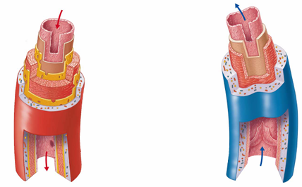 <p>What are the key differences between arteries and veins?</p>