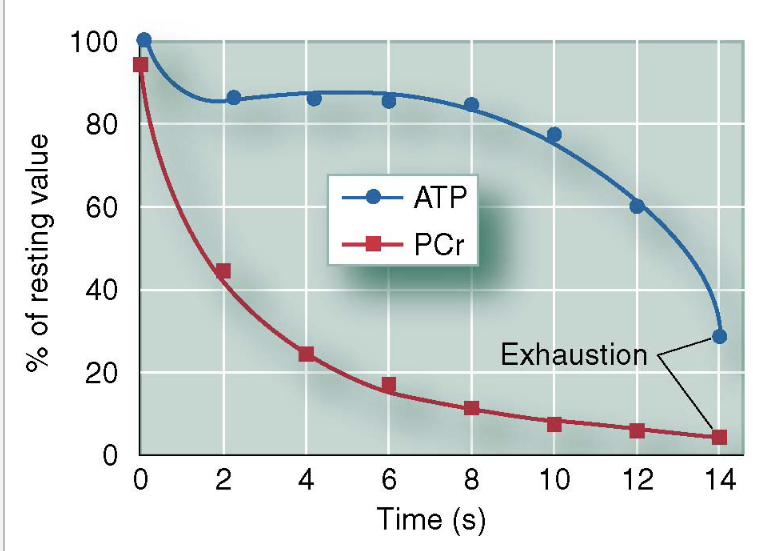 <p>ATP-CP system fatigue results from </p>