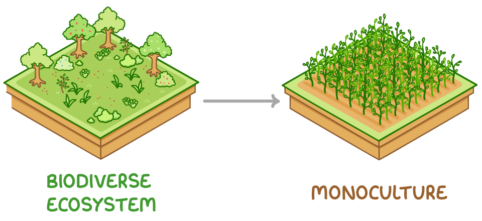 <ul><li><p>deplete nutrients from soil</p></li><li><p>decrease diversity of plants/species which. depend on a biodiverse ecosystem for food/habitat </p></li></ul><p></p>