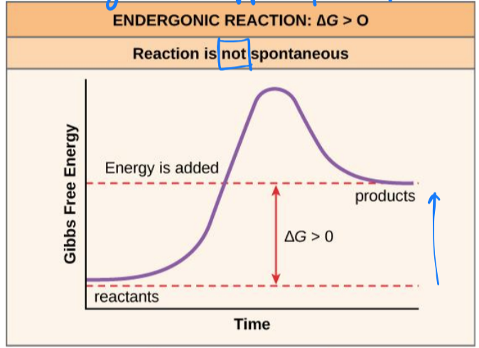 <p>chemical reaction required an input of energy</p><ul><li><p><span>ΔG &gt; 0</span></p></li><li><p><span>products will have more free energy than substrates</span></p></li><li><p><span>not spontaneous/ will not occur quickly</span></p></li></ul><p></p>