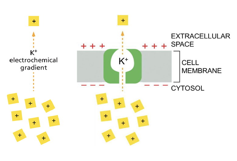 <ul><li><p>K<sup>+</sup> leaks out of the cell </p><ul><li><p>it goes down its concentration gradient </p></li><li><p>but it goes <strong>against </strong>its membrane potential as the inside of the cell is negative, and the outside of the cell is positive (therefore, there is repulsion)</p></li></ul></li><li><p>This then messes up the membrane potential because now the outside of the cell is <strong>even more positive </strong></p></li></ul><p></p>
