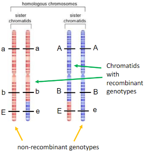 → In this example, before crossing-over and recombination, chromosome genotypes of the chromatids are __**abE**__ and **Abe**

\
→ After crossing-over and recombination**:**

__**abE**__ and **ABe** = non-recombinant genotypes

__**ab**__**e** and **AB**__**E**__ = recombinant (new) genotypes