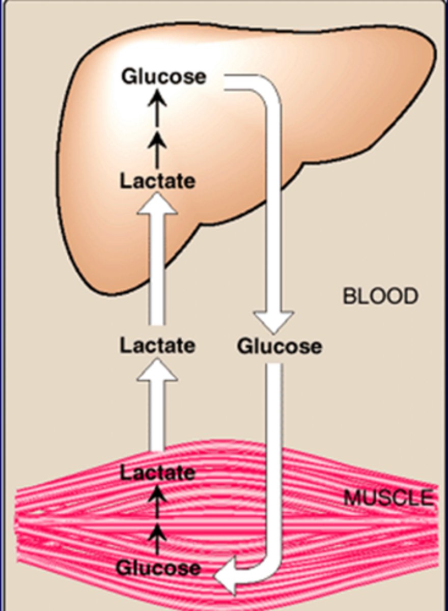 <p>-Glycerol (TG from adipose);adipose can't phosphorylate glycerol for GNG, so goes to liver<br>-lactate (skeletal muscle and RBCs); Cori cycle <br>-AAs (AA metabolism); Alanine (Glucose-alanine cycle)</p>