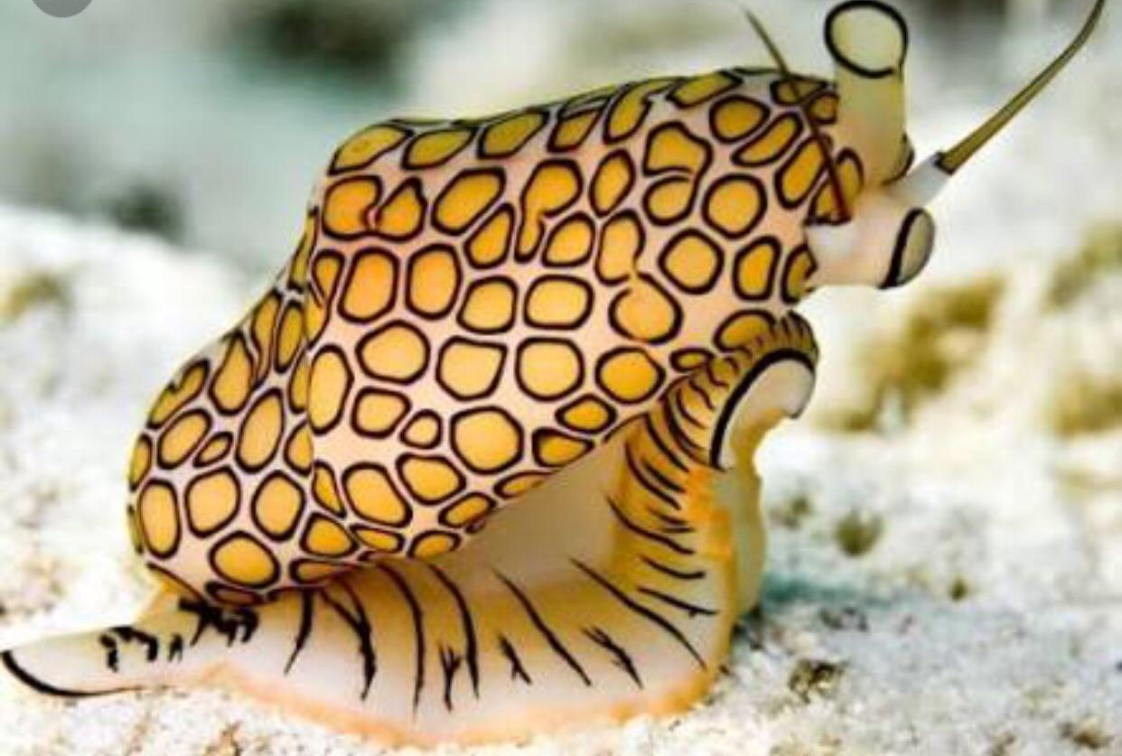 <p>snail w orange spots</p>