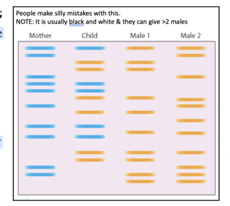 <p>Since we receive half our DNA from our mother - it can be assumed that the</p><p>bands which match the mother (who is known) must have come from her</p><p>[blue].</p><p>Thus, all the remaining bands present in the child’s profile must come from</p><p>her dad [orange].</p><p>Therefore, ‘Male 1’ must be the father.</p><p>If there is ever an extra band that isn’t from mum/dad, it could either be due to a mutation, or</p><p>perhaps it’s someone related to the ‘father’ (e.g. the father’s cousin, brother).</p>