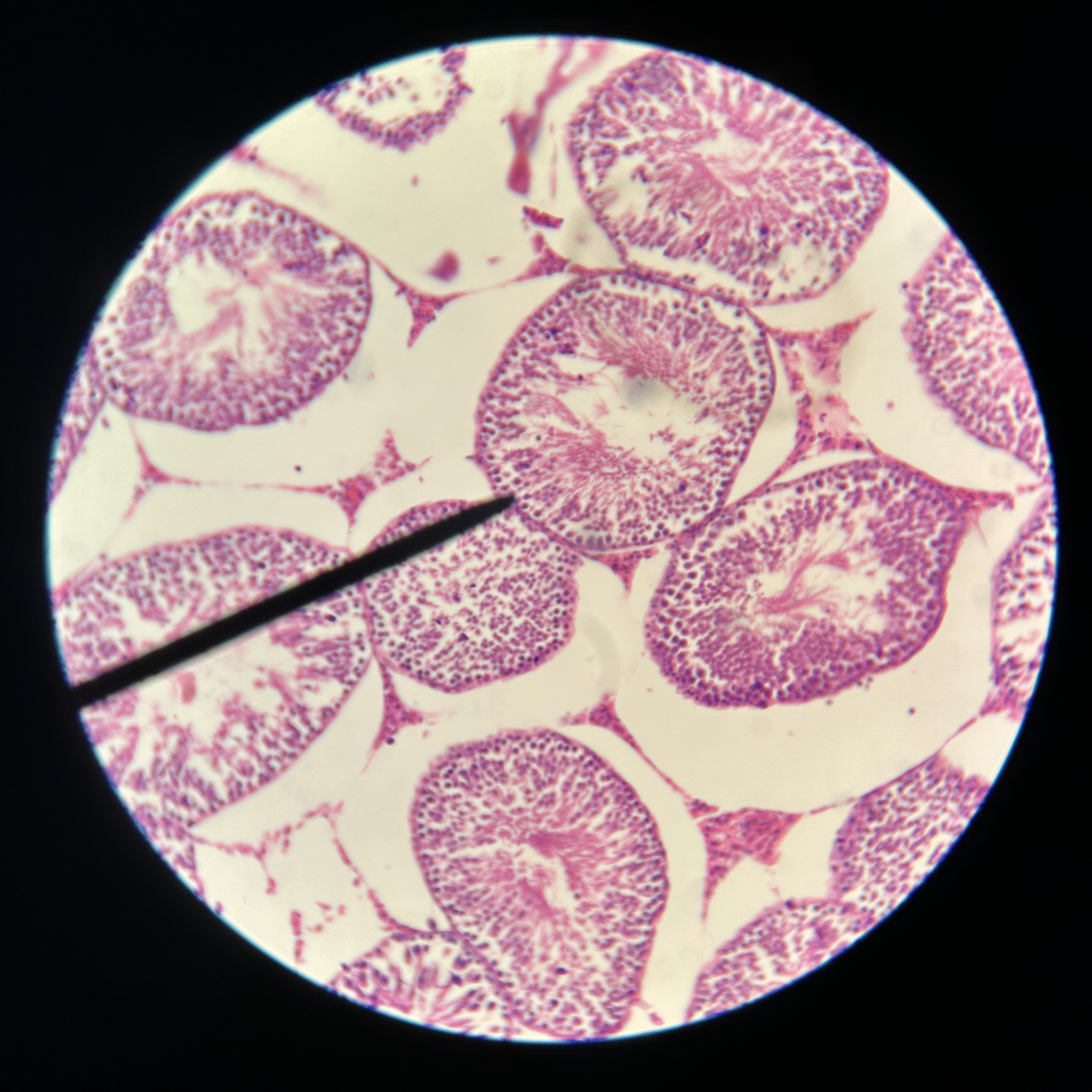 <p>What structure is shown?</p>