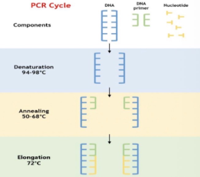 <p>DNA mixed with primer and free nuclear bases</p><p>Heat to 94-98</p><p>DNA split into individual strands  - denatures</p><p>Cool to 58</p><p>DNA wants to stick back together</p><p>If reheat to 72</p><p>Polymerase comes alive and finds the primer and nuclear bases and elongates chain on DNA</p>