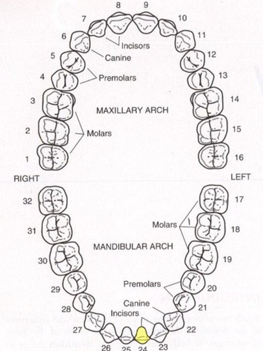<p>Mandibular left central incisor</p>