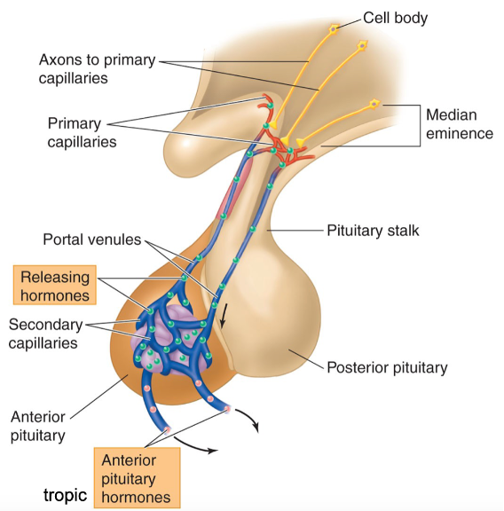 <p>attached to hypothalamus via infundibulum</p><p>→ functions to release hormones into bloodstream</p>