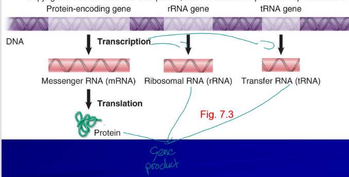 <p>single-stranded polymer of nucleic acid, ribose sugar</p>