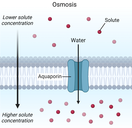 <p>diffusion of water down concentration gradient across membrane (aquaporin)</p><ul><li><p>low → high</p></li></ul><p></p>